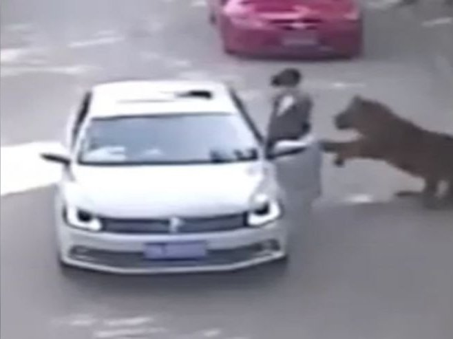Woman Attacked by Tiger After Leaving Vehicle at Wildlife Park — Tragic 2016 Incident Goes Viral Again